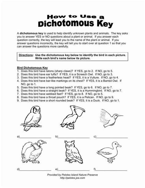 fun dichotomous key worksheet pdf